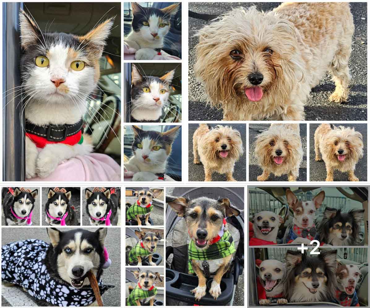 Friday's Furry Friends 12-22-2023