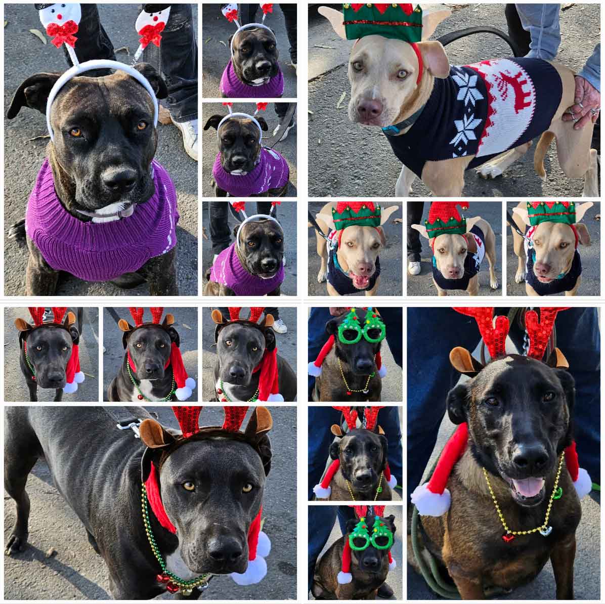 Saturday's Smiles 12-23-2023