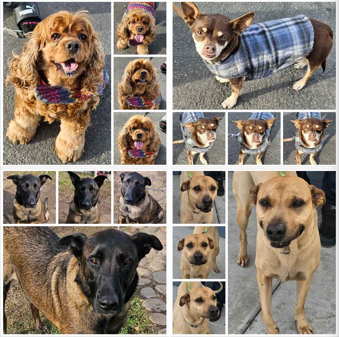 Friday's Furry Friends 12-29-2023