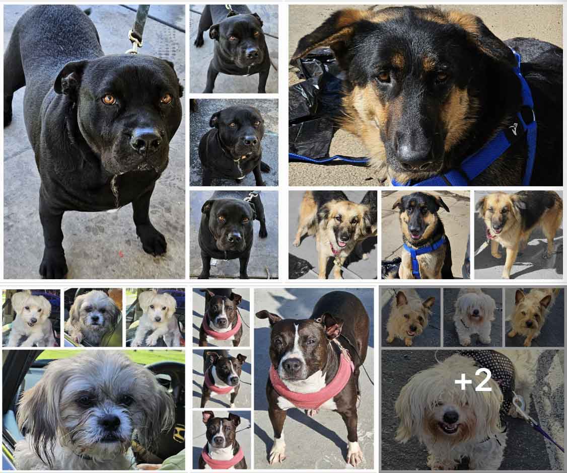 Friday's Furry Friends 3-08-2024