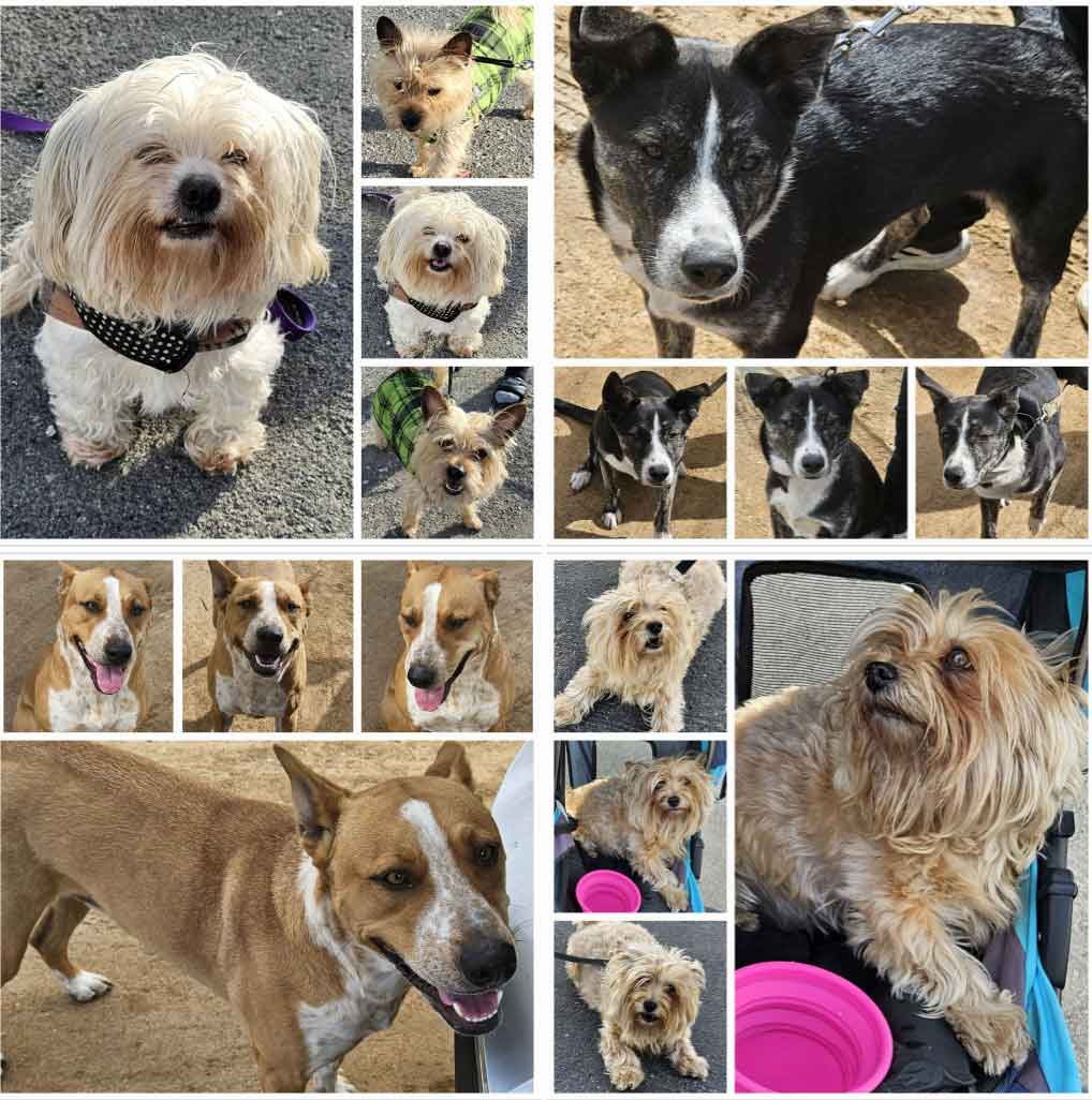 Friday's Furry Friends 3-15-2024