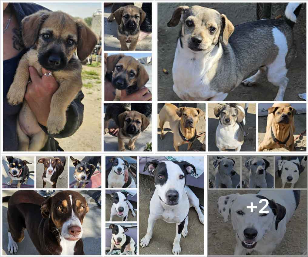 Friday's Furry Friends 3-22-2024