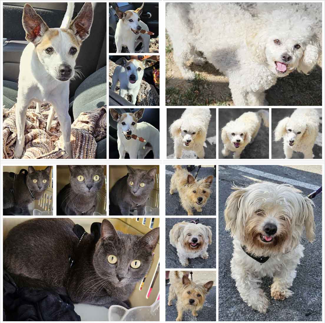 Friday's Furry Friends 5-10-2024
