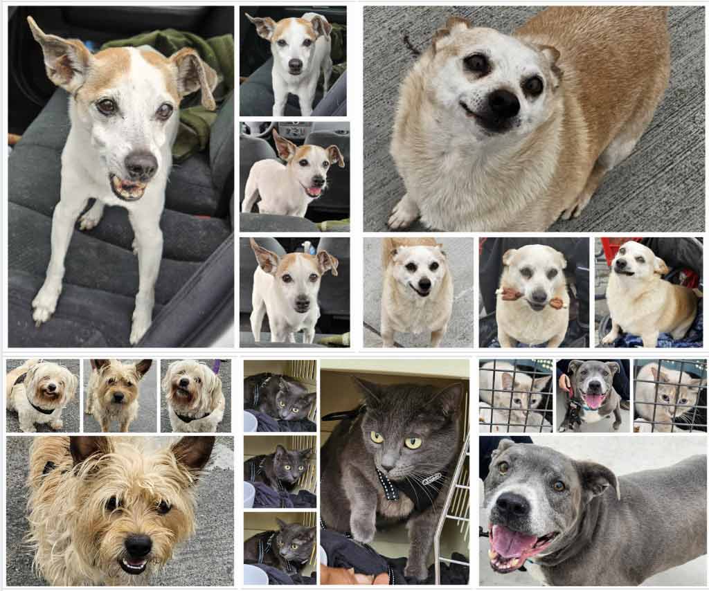 Friday's Furry Friends 5-17-2024