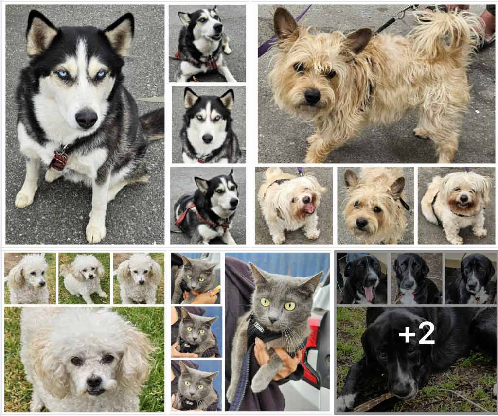 Friday's Furry Friends 5-24-2024