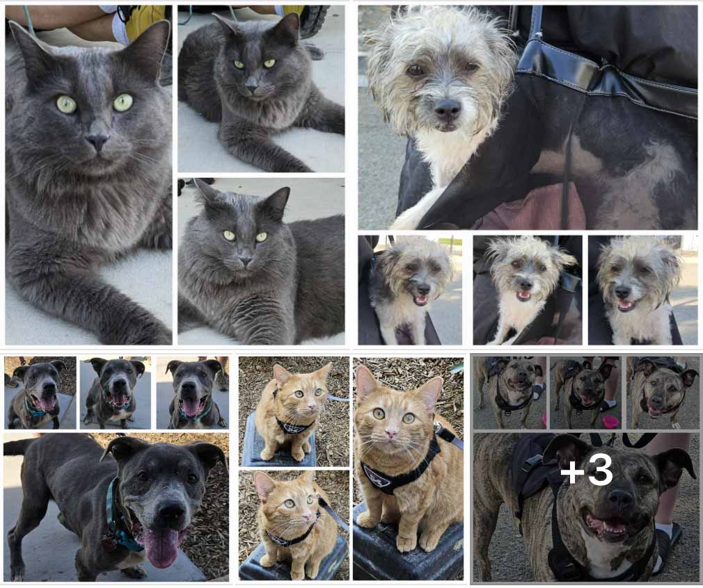 Friday's Furry Friends 8-02-2024