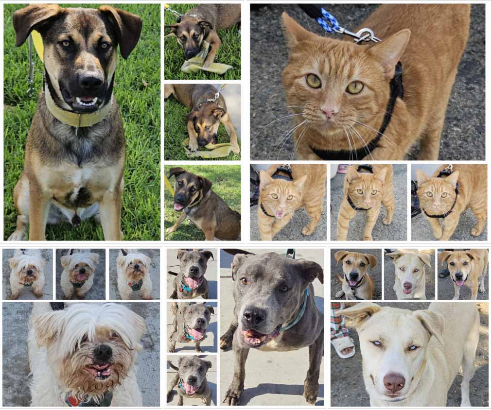 Friday's Furry Friends 8-09-2024