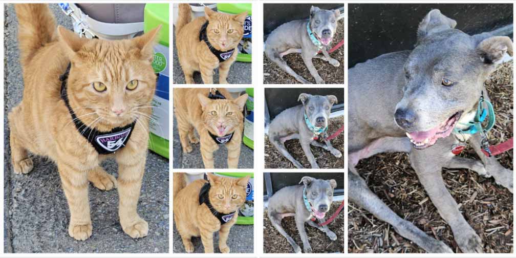 Friday's Furry Friends 8-16-2024