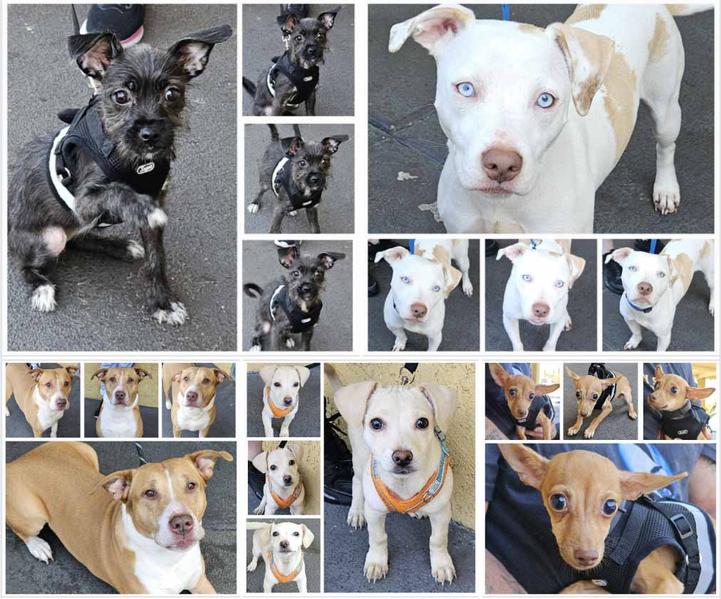 Friday's Furry Friends 8-23-2024