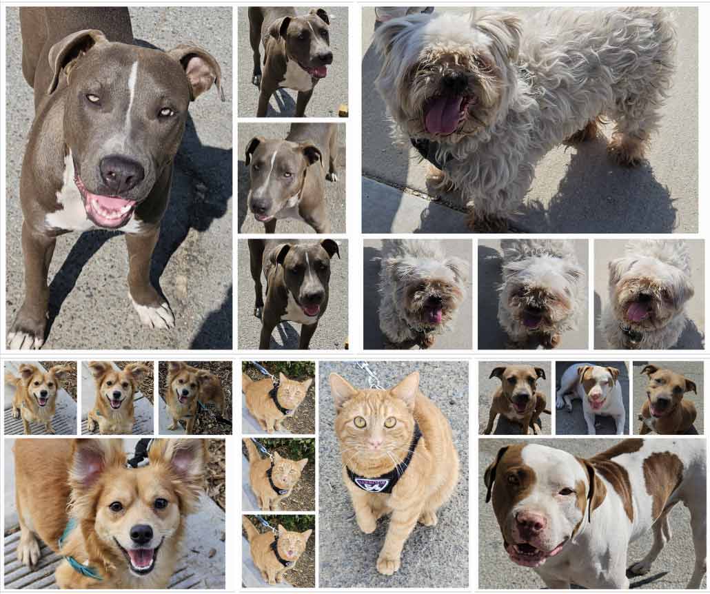 Friday's Furry Friends 8-30-2024