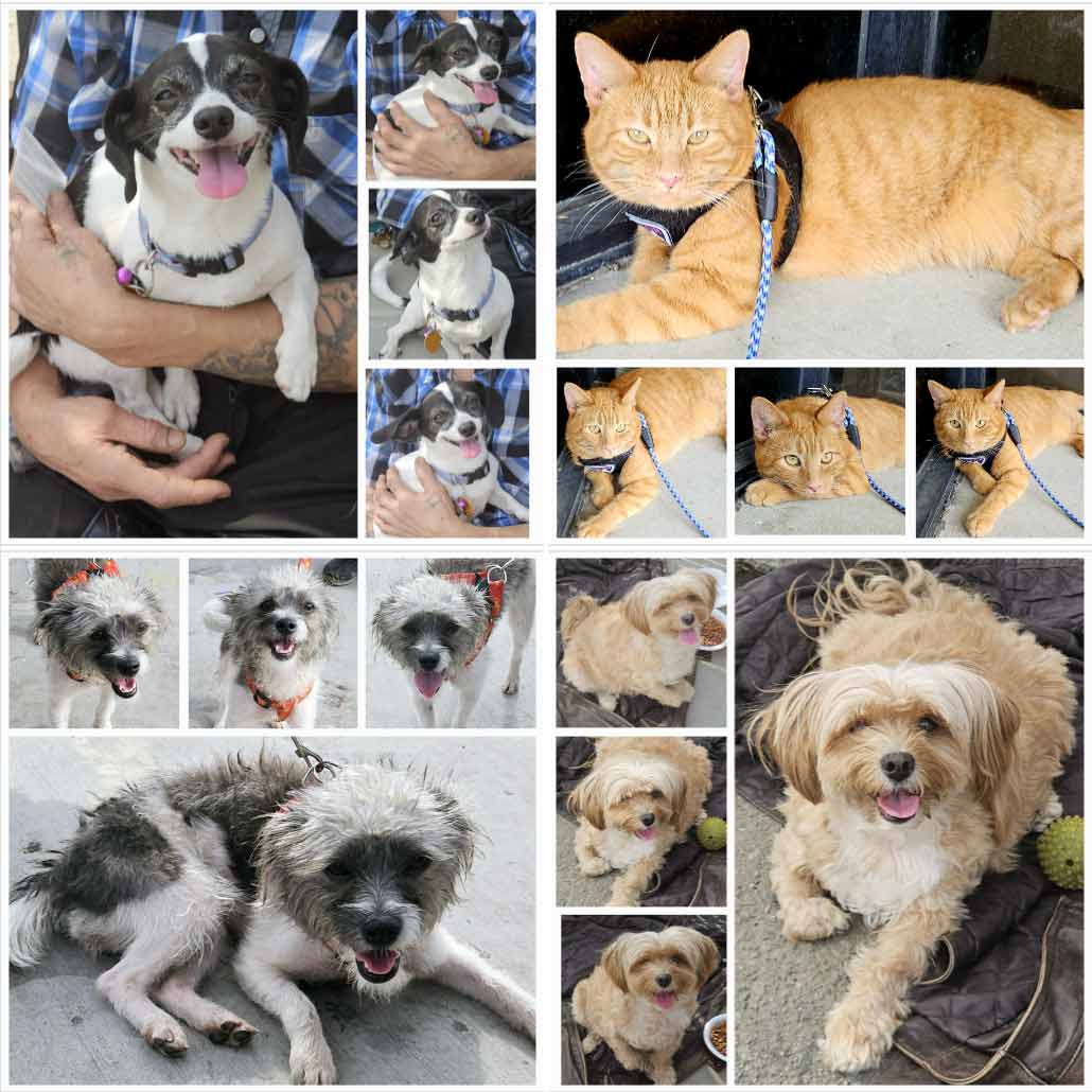 Friday's Furry Friends 9-06-2024