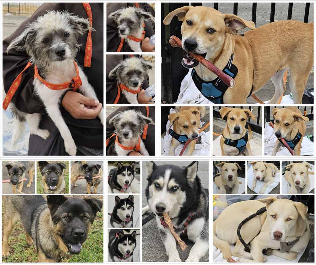 Friday's Furry Friends 9-13-2024