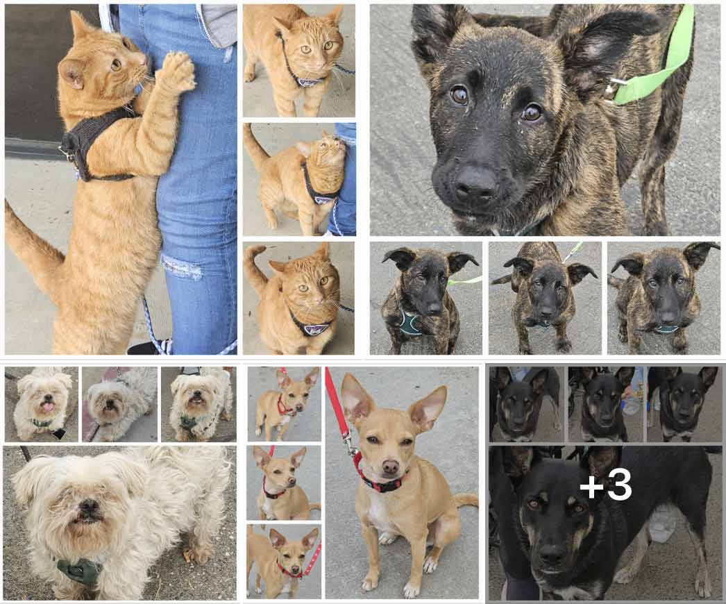 Friday's Furry Friends 9-20-2024