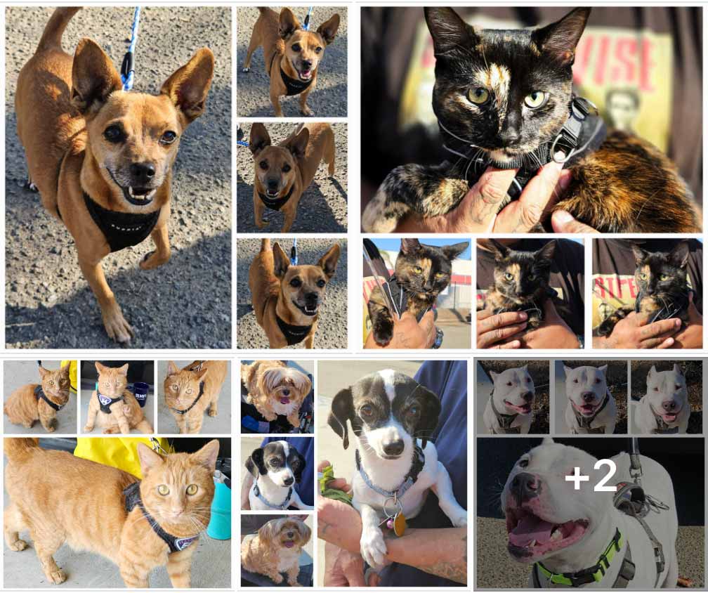 Friday's Furry Friends 9-27-2024