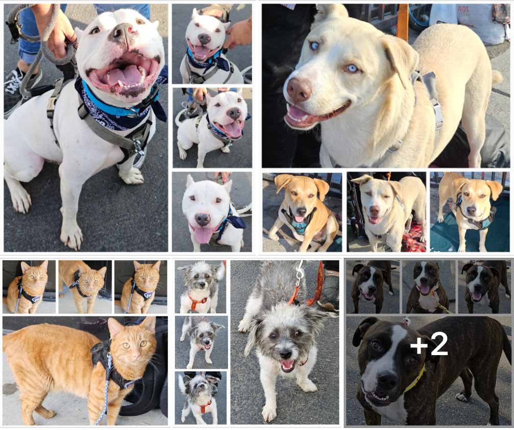 Friday's Furry Friends 10-04-2024