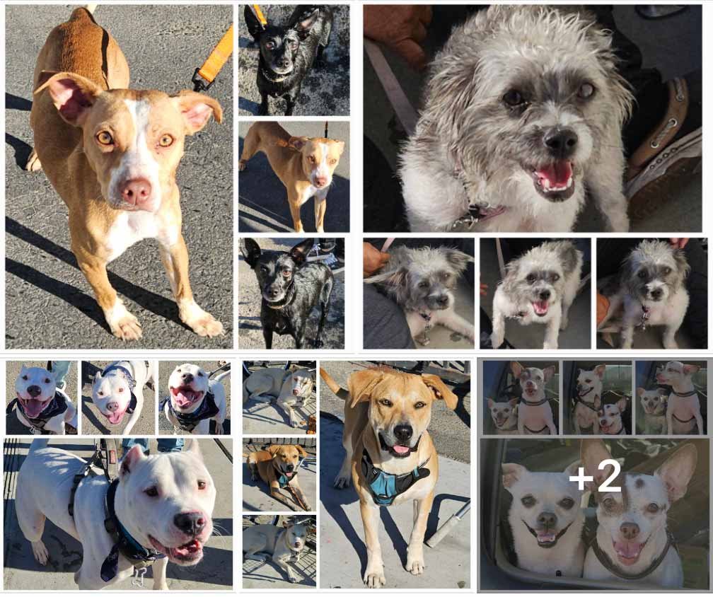 Friday's Furry Friends 10-11-2024