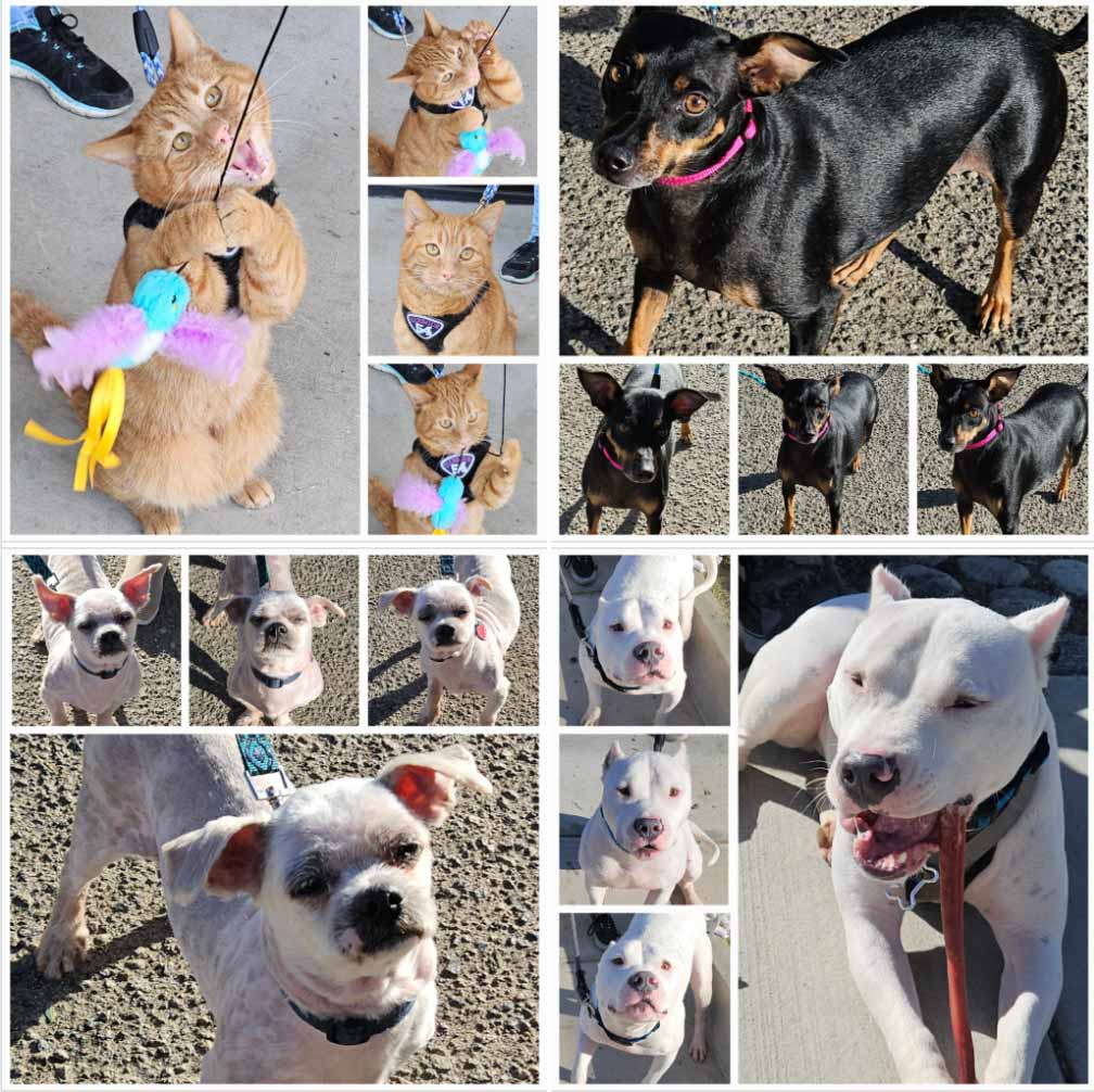 Friday's Furry Friends 10-18-2023