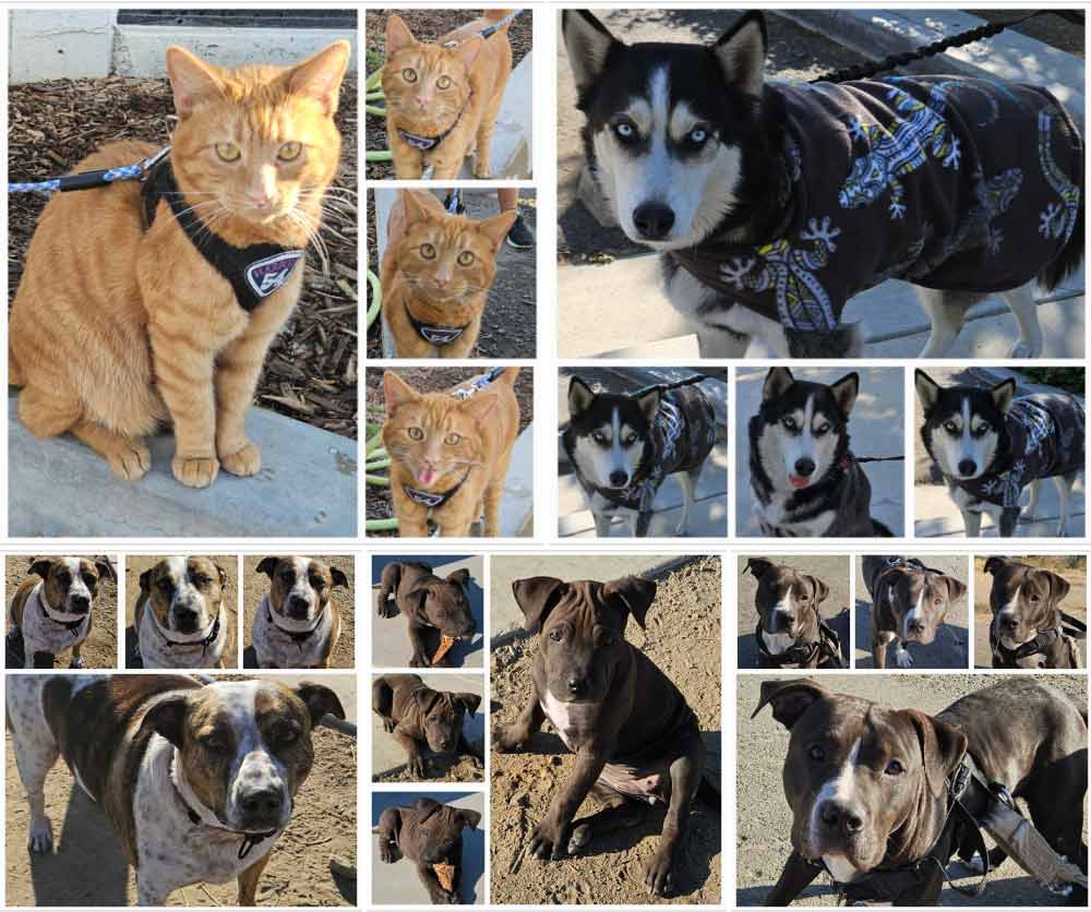 Friday's Furry Friends 10-25-2024
