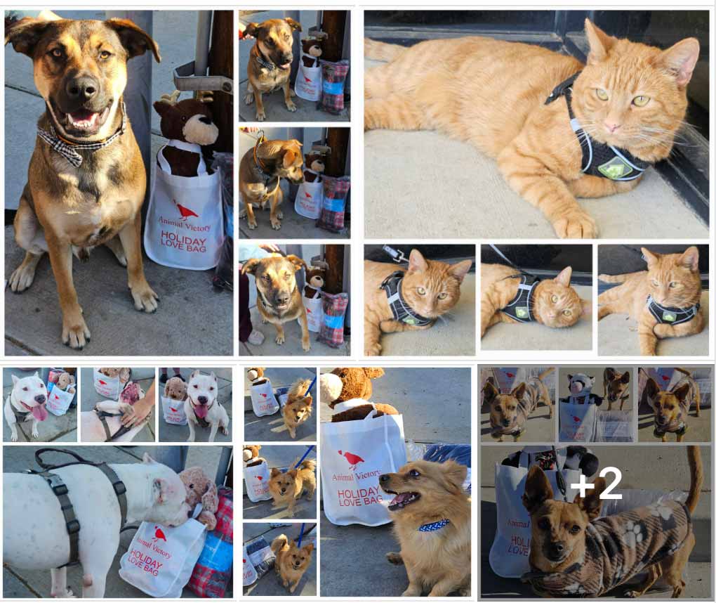 Friday's Furry Friends 12-06-2024
