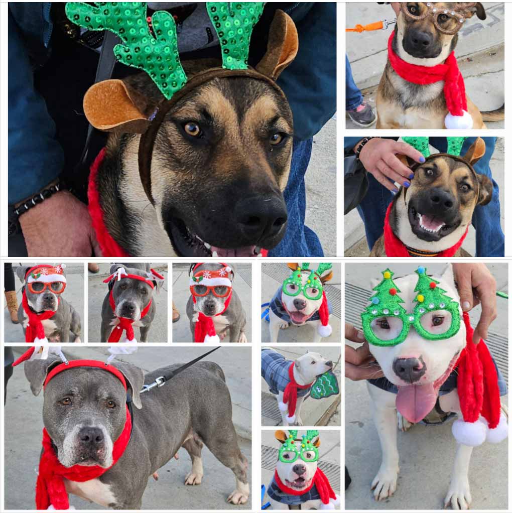 Friday's Furry Friends 12-13-2024