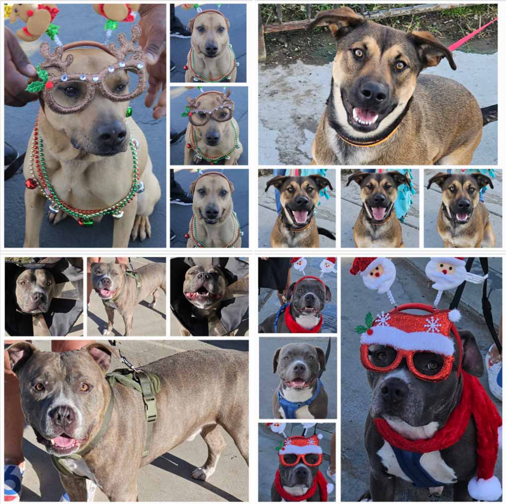 Friday's Furry Friends 12-20-2024
