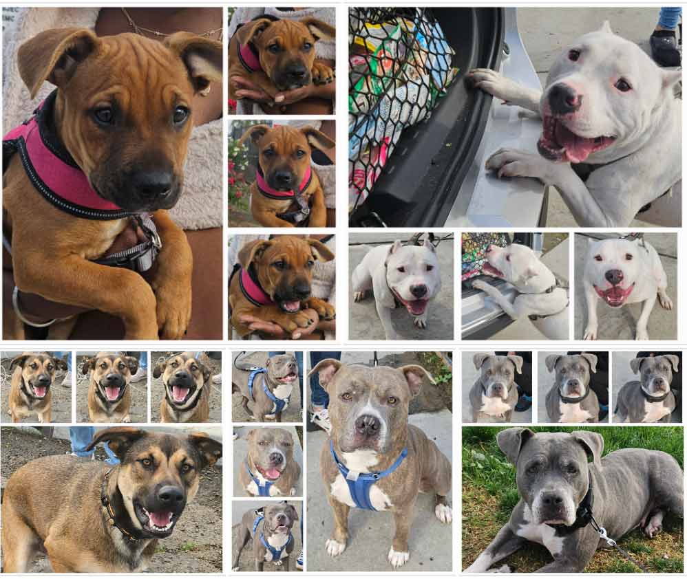 Friday's Furry Friends 12-27-2024