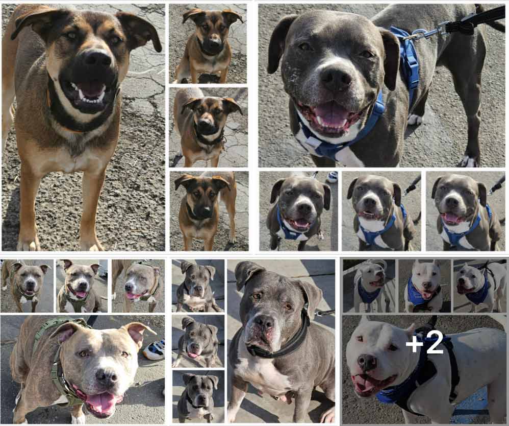 Friday's Furry Friends 1-03-2025