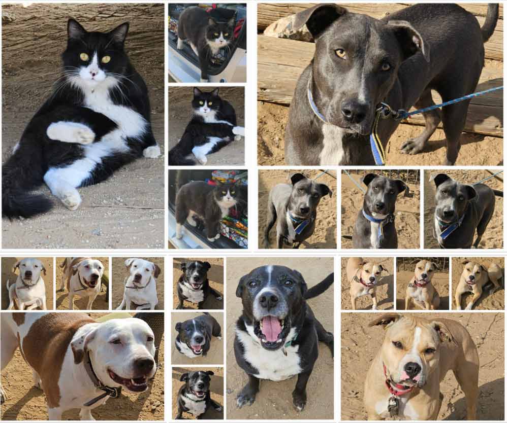 Saturday's Smiles 1-04-2025