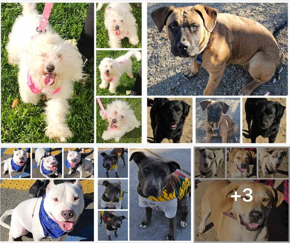 Friday's Furry Friends 1-10-2025