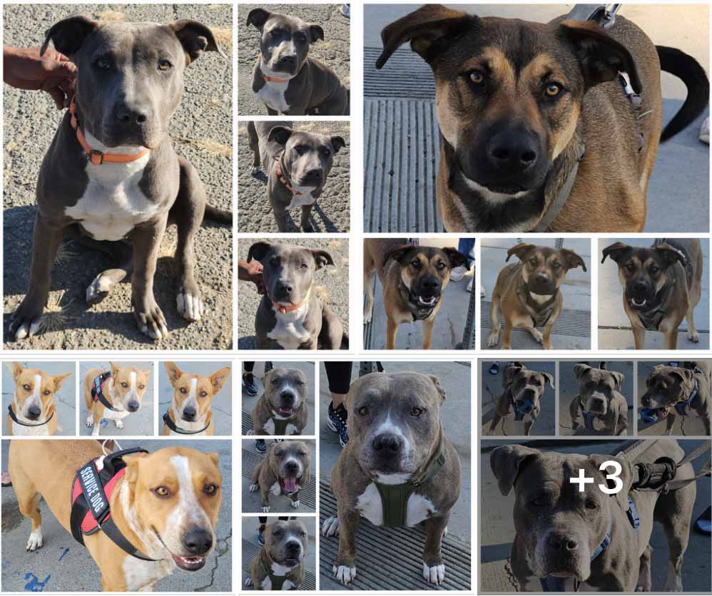 Friday's Furry Friends 1-17-2025
