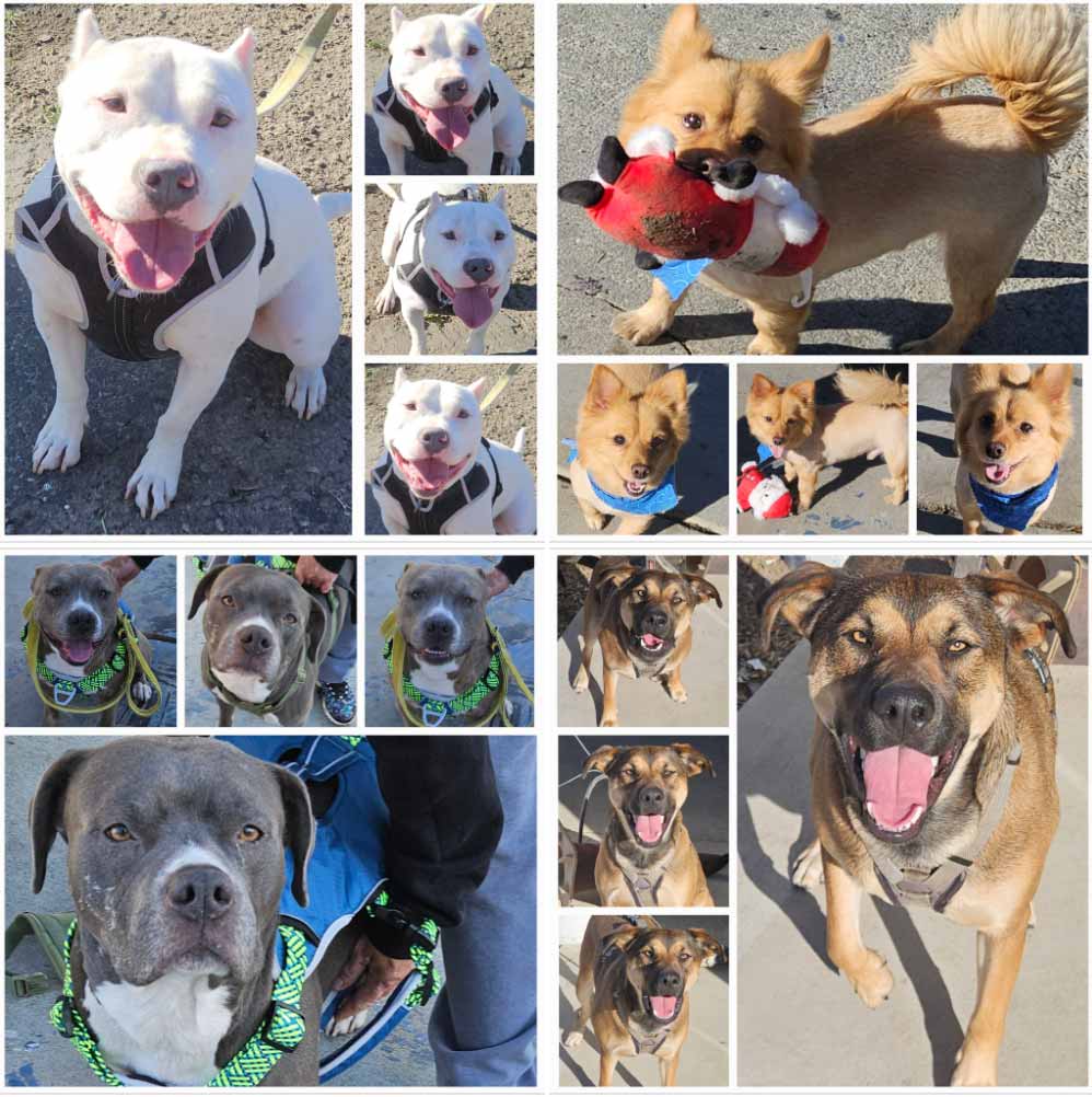 Friday's Furry Friends 1-24-2025