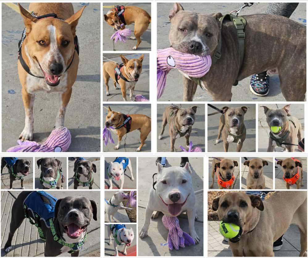 Friday's Furry Friends 1-31-2025