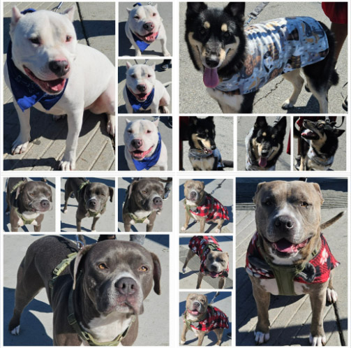 Friday's Furry Friends 3-07-2025