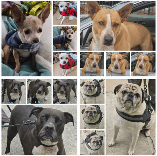 Friday's Furry Friends 3-14-2025