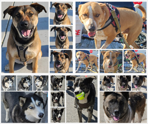 Friday's Furry Friends 3-21-2025