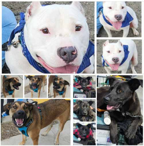 Friday's Furry Friends 3-28-2025