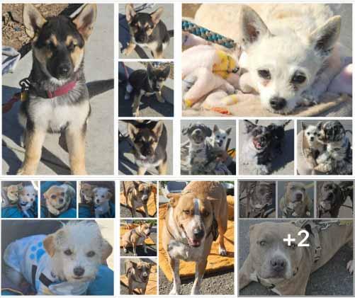 Friday's Furry Friends 4-04-2025