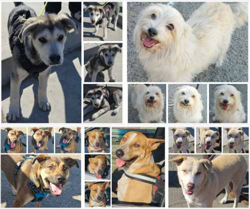 Friday's Furry Friends 4-11-2025