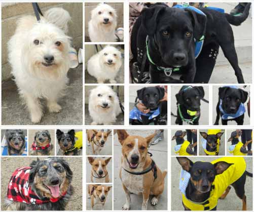 Friday's Furry Friends 4-18-2025