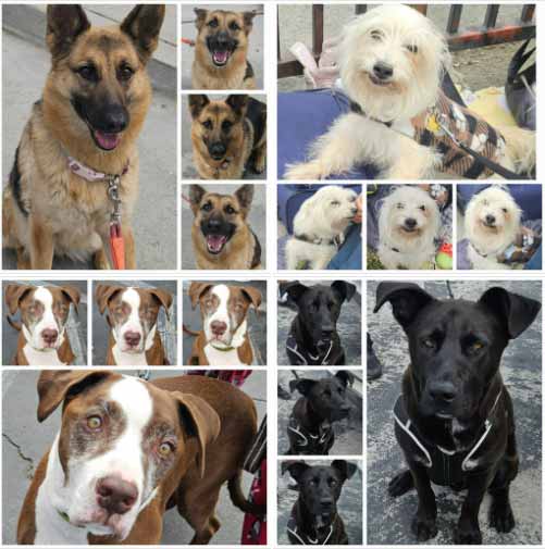 Friday's Furry Friends 4-25-2025