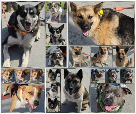 Friday's Furry Friends 5-23-2025