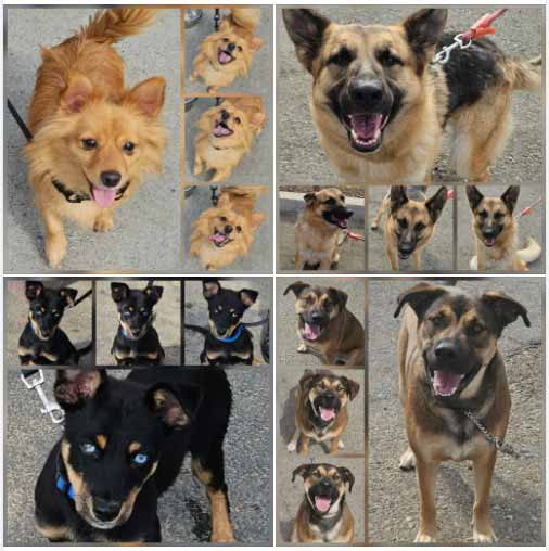 Friday's Furry Friends 7-18-1015