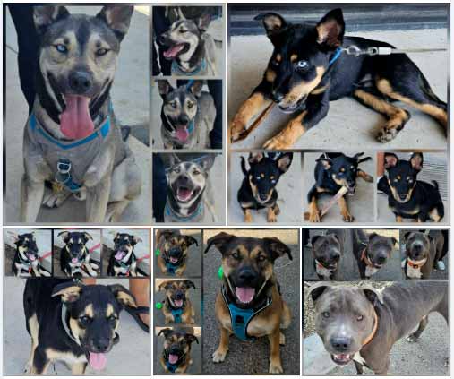 Friday's Furry Friends 8-01-2025