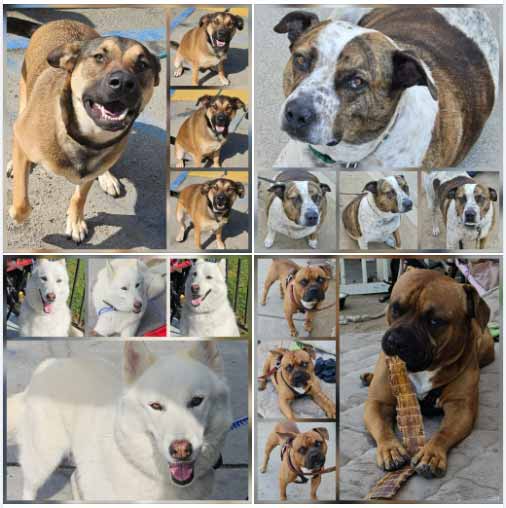 Friday's Furry Friends 8-15-2025