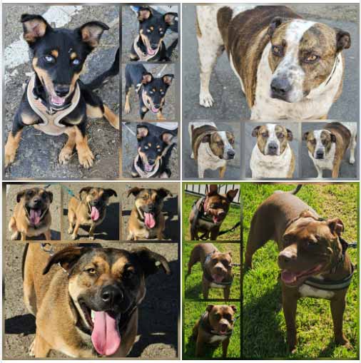 Friday's Furry Friends 8-29-2025