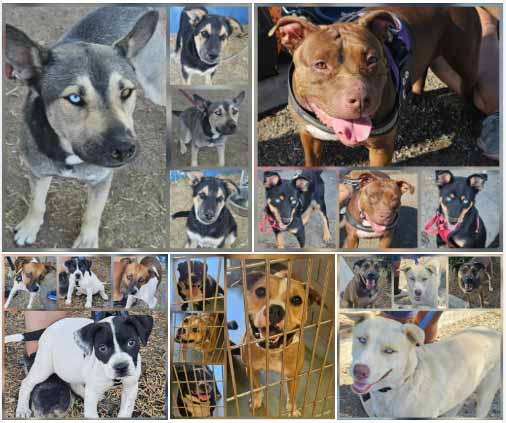 Friday's Furry Friends 9-05-2025