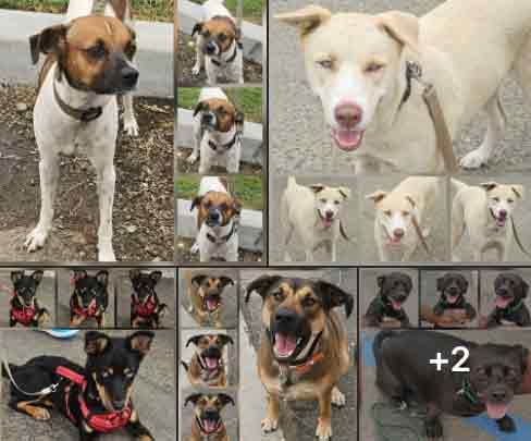 Friday's Furry Friends 9-12-2025