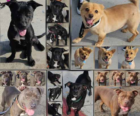 Friday's Furry Friends 9-19-2025