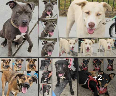 Friday's Furry Friends 9-26-2025