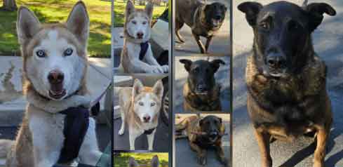 Saturday's Smiles 11-01-2025